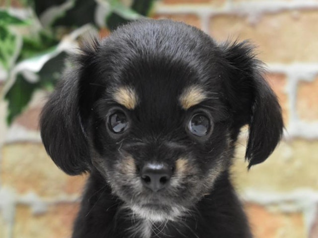 群馬県のハーフ犬 (ペッツワンFC高崎東部店/2023年7月24日生まれ/女の子/ブラックタン)の子犬